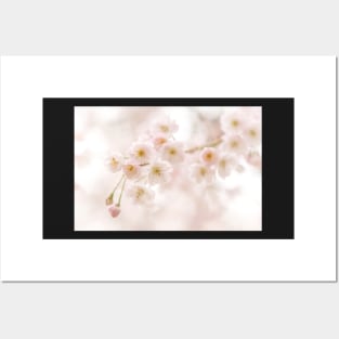 Cherry Blossom Posters and Art